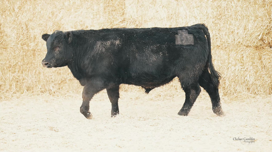 Lot 17